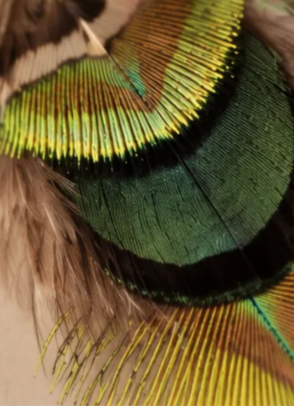 Aretes delicados de pavo real mini