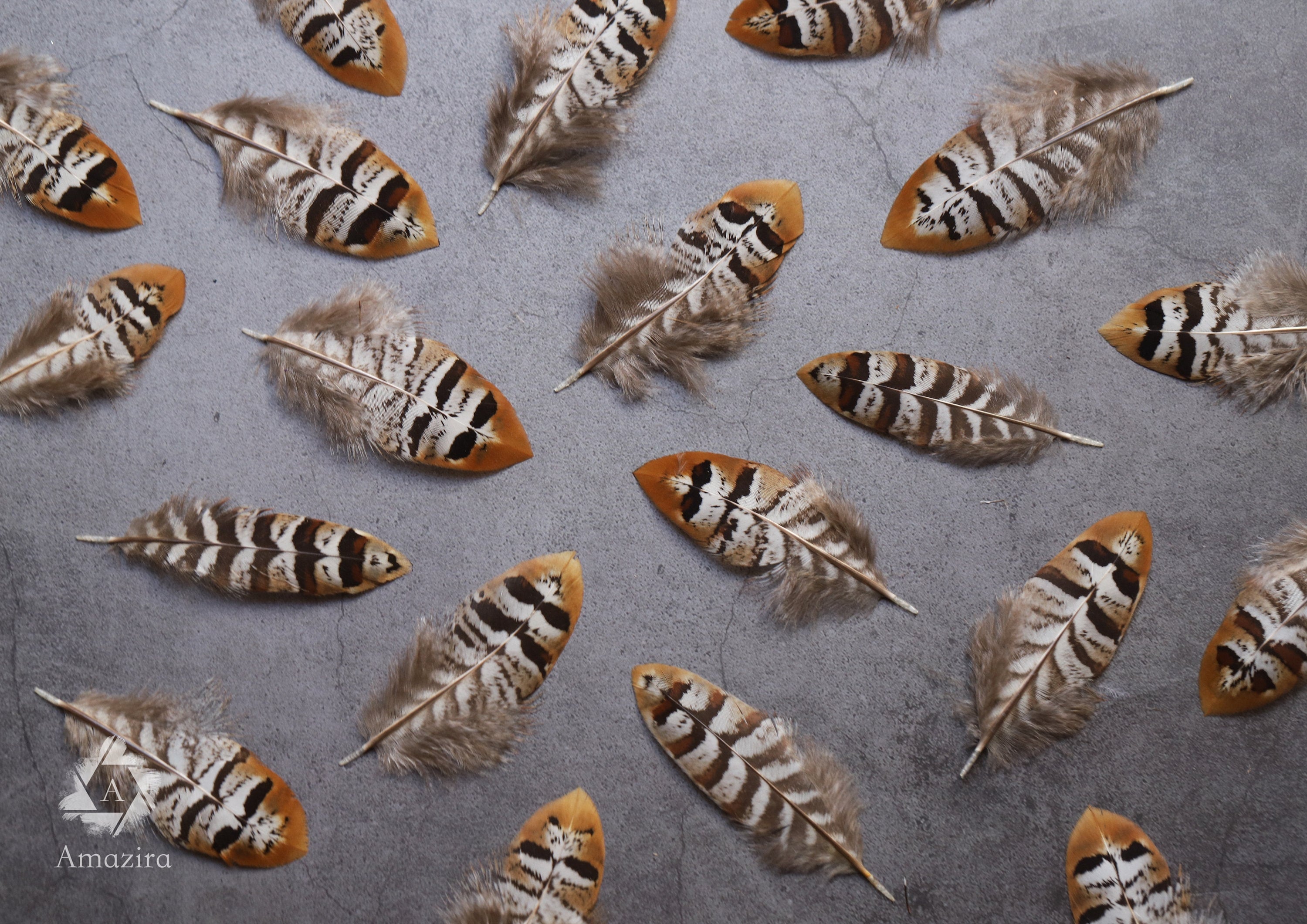 Golden tips stripped Pheasant feathers, Free Shipping available, 2-4 inches, 5-9 cm, brown, black and white lines stripes, medium feathers