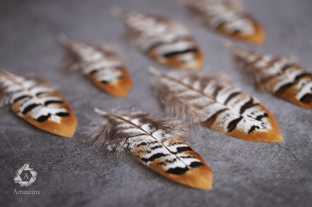 Golden tips stripped Pheasant feathers, Free Shipping available, 2-4 inches, 5-9 cm, brown, black and white lines stripes, medium feathers