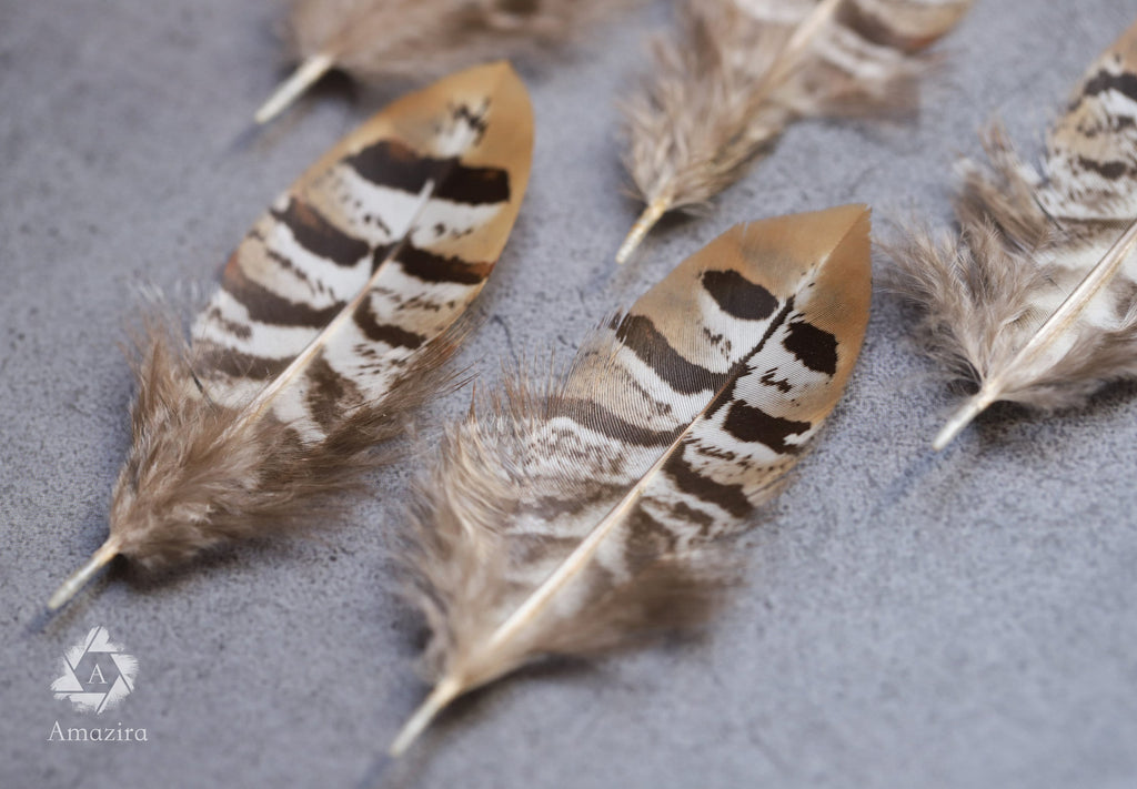 Golden tips stripped Pheasant feathers, Free Shipping available, 2-4 inches, 5-9 cm, brown, black and white lines stripes, medium feathers