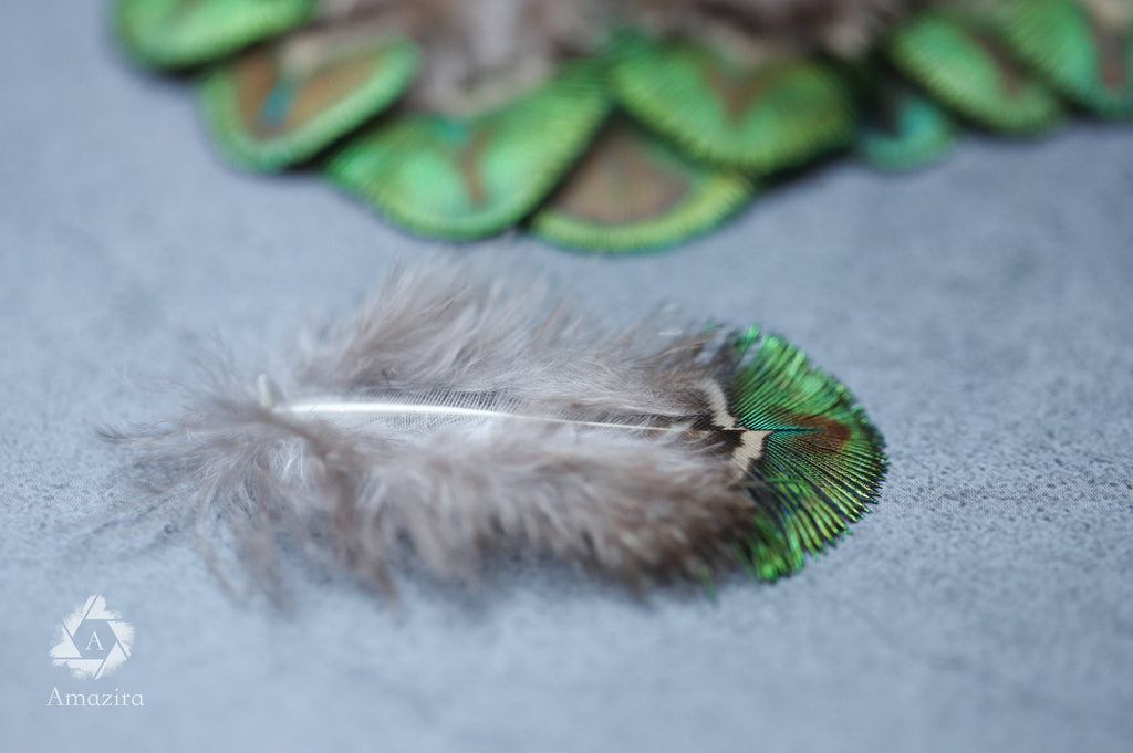 Mini Peacock feathers 1-3 inches, 2-5 cm