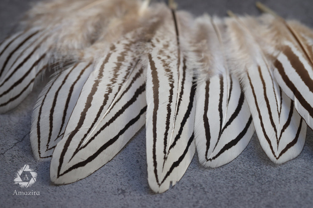 Plumes de faisan zébrées blanches et noires, 2-4 pouces, 5-10 cm