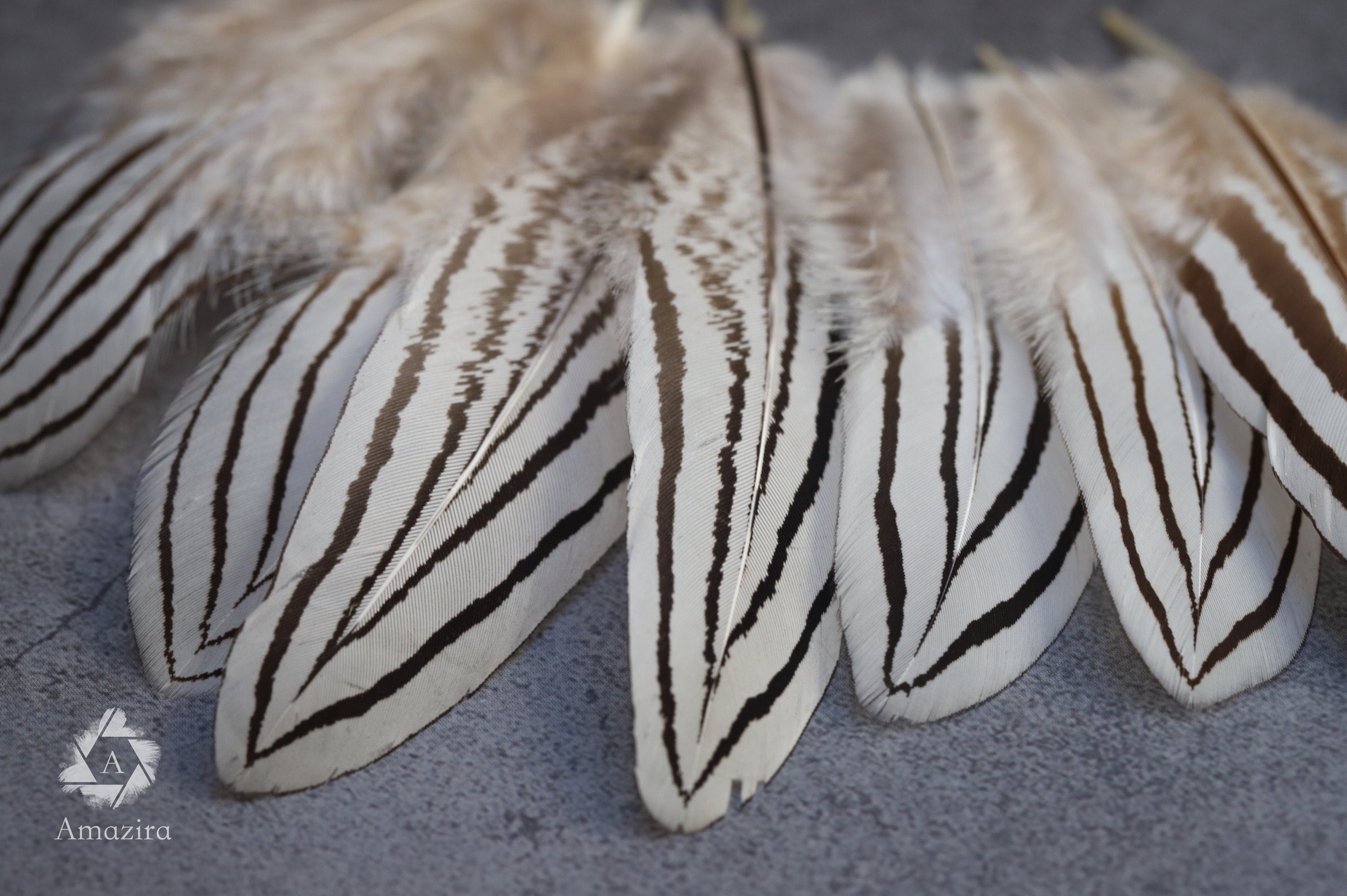 Plumas de faisán cebra blancas y negras, 2-4 pulgadas, 5-10 cm