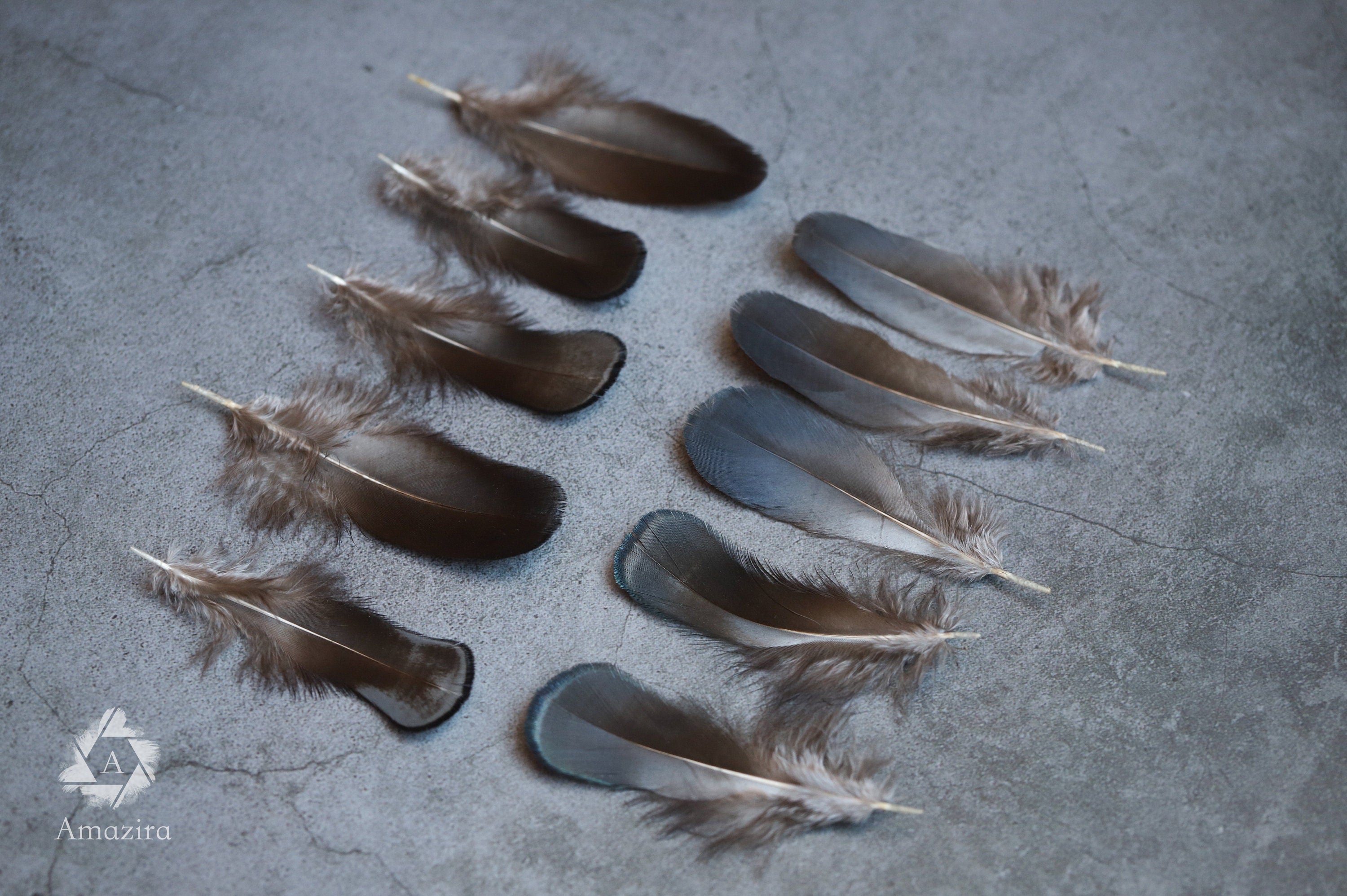 Plumas de faisán iridiscentes azules y verdes naturales