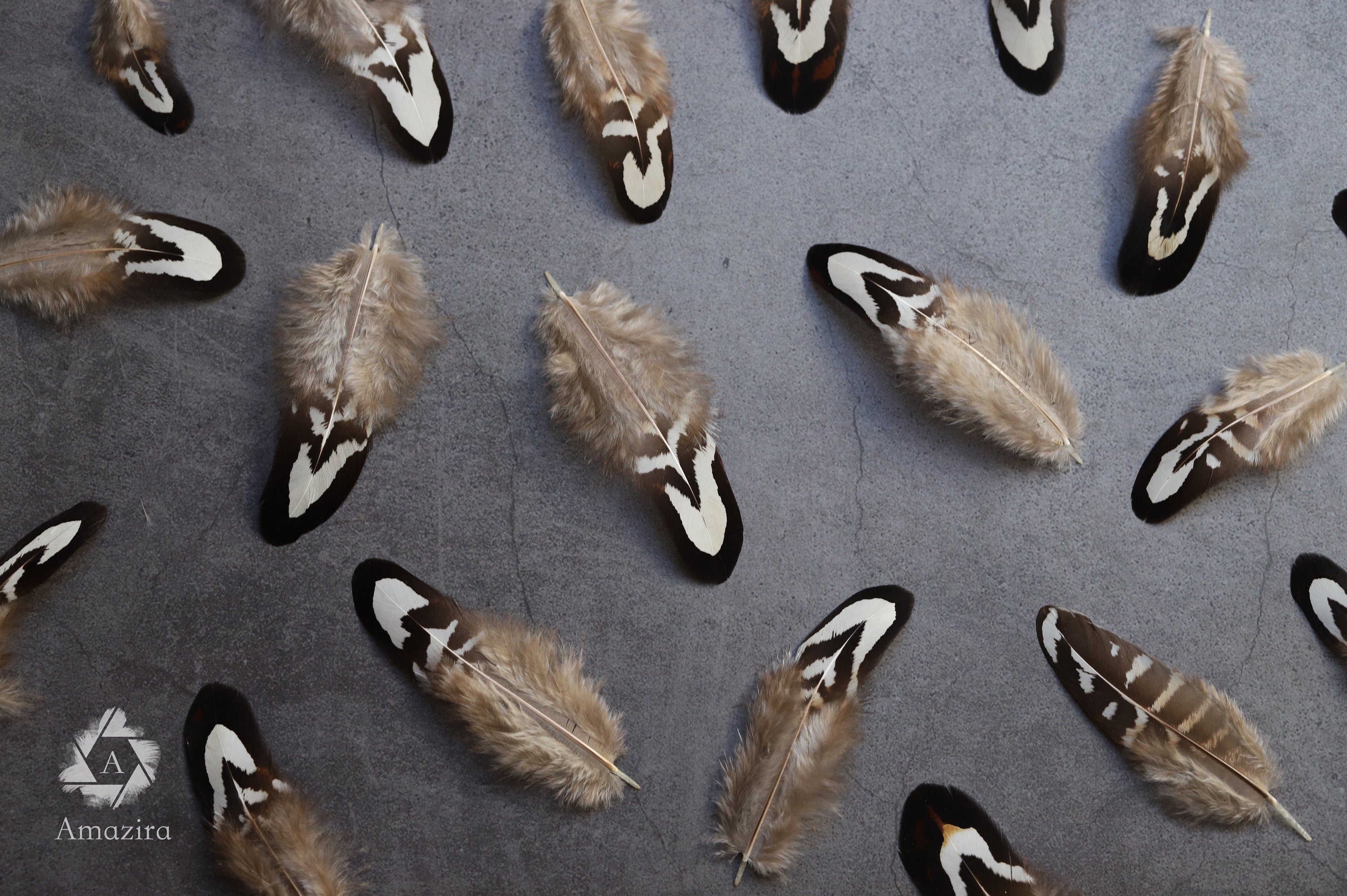 Loose natural pheasant feathers, 1 to 4 inches, 3 to 9 cm