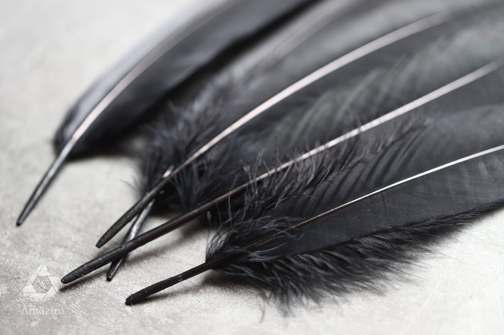 Large black feathers, 6 -7 inches