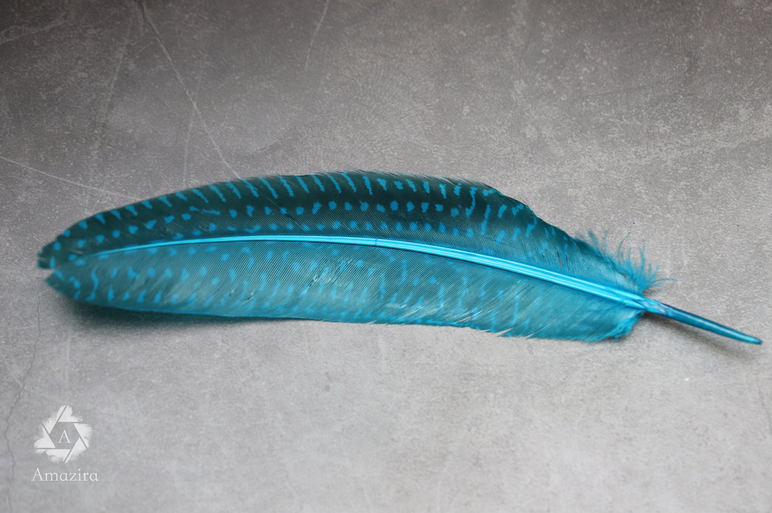 10 PACK CLEARANCE!  Unique Large Dyed Blue dot Guinea fowl Feathers, 6-8 inches, Real loose colourful turquoise feathers for crafters