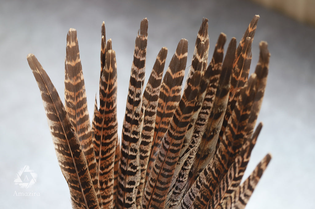 Long brown striped pheasant feathers, 18 to 20 cm, 7-8 inches