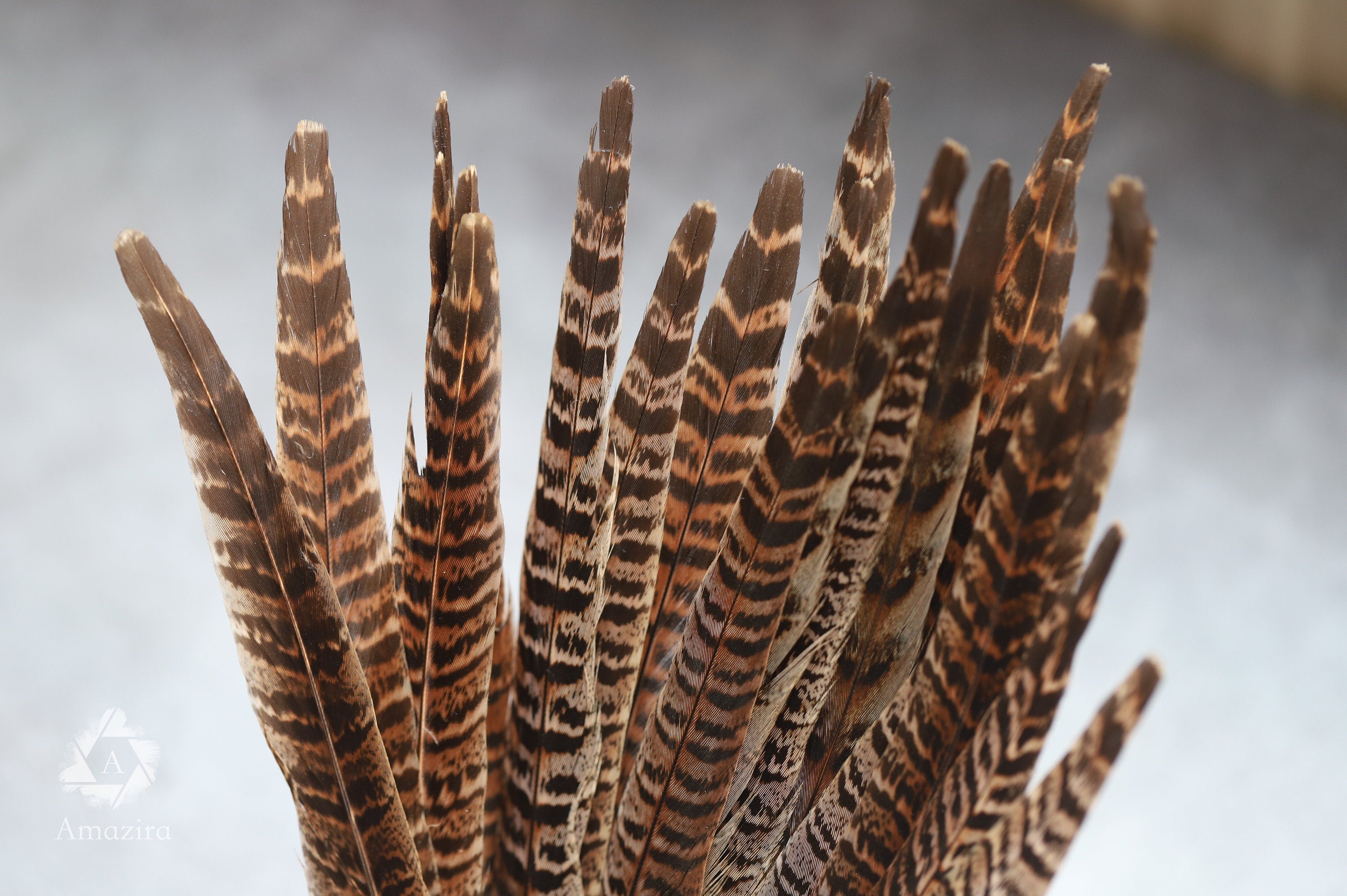 Long brown striped pheasant feathers, 18 to 20 cm, 7-8 inches