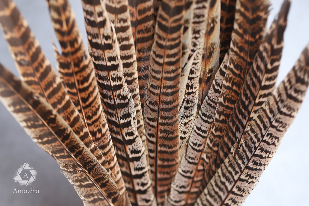 Long brown striped pheasant feathers, 18 to 20 cm, 7-8 inches