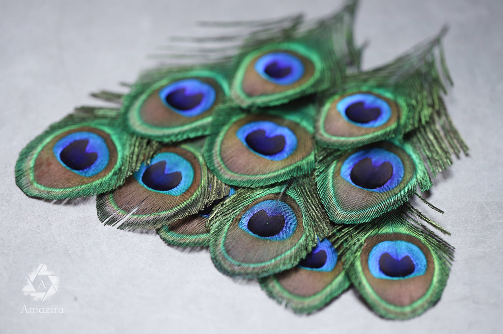 Peacock feathers, 4-6 - 10-15 cm