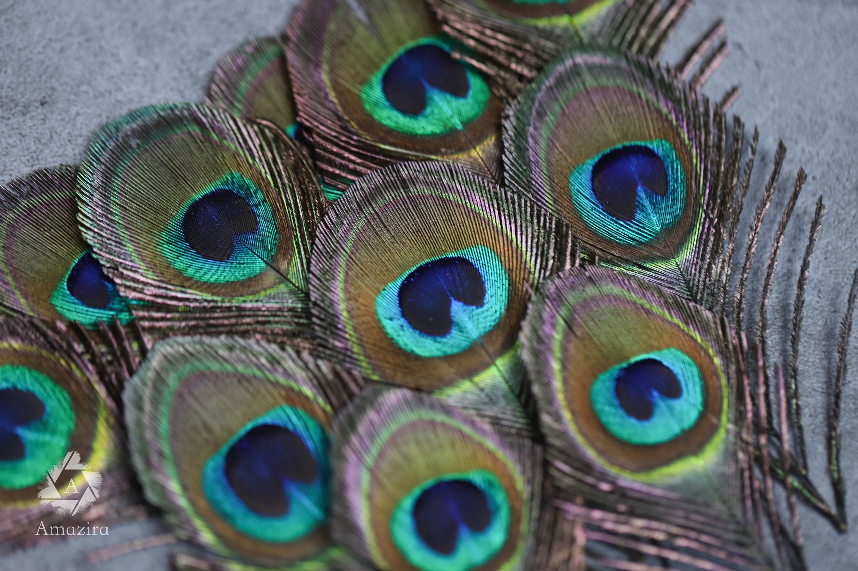 Plumas de pavo real, 4-6 - 10-15 cm