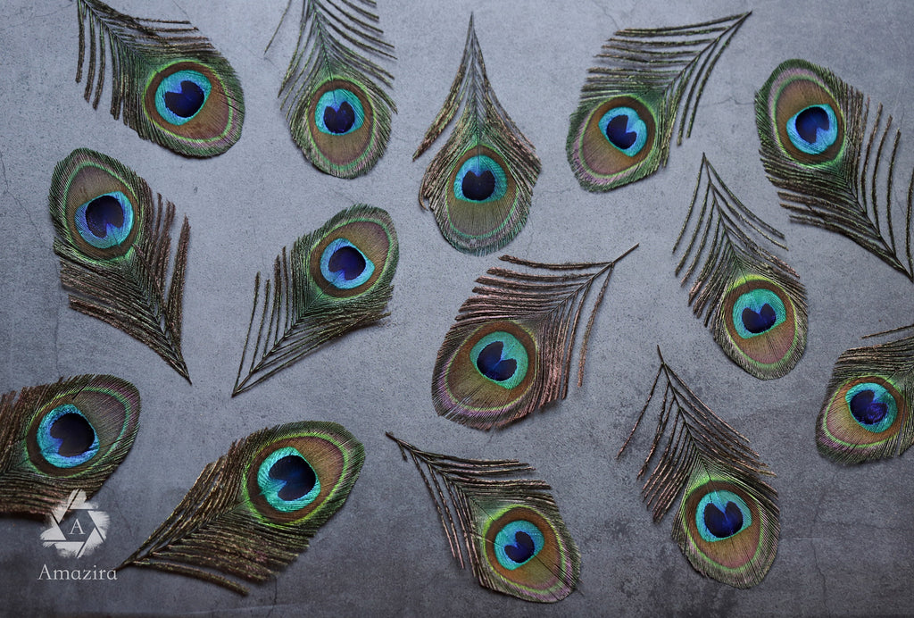 Peacock feathers, 4-6 - 10-15 cm