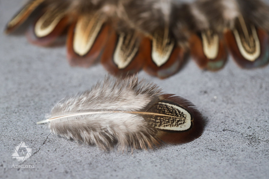 Natural brown stripped Pheasant feathers, 1-2 inches - 4-6 cm
