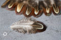 Natural brown stripped Pheasant feathers, 1-2 inches - 4-6 cm