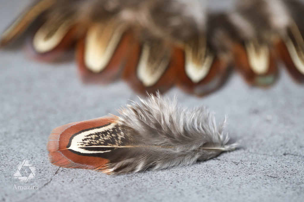 Natural brown stripped Pheasant feathers, 1-2 inches - 4-6 cm