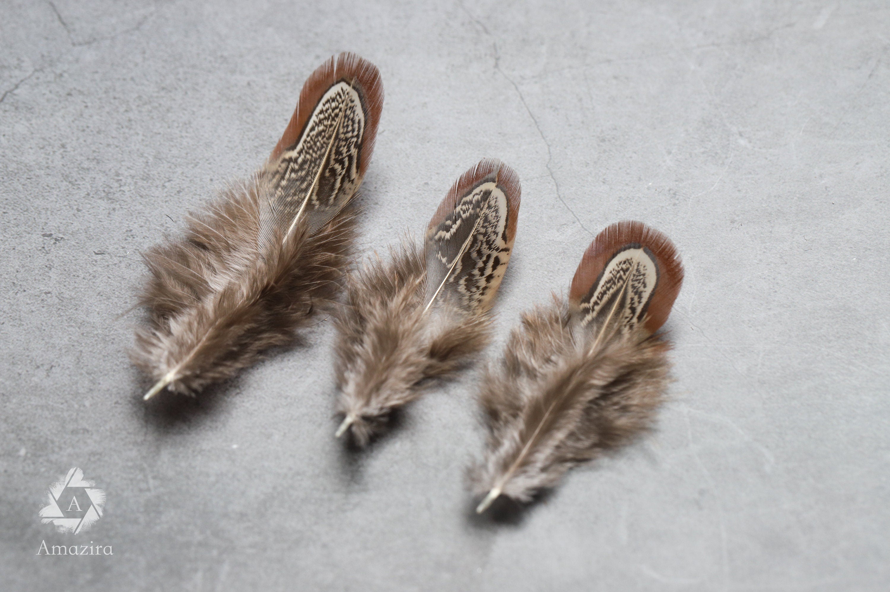 Natural brown stripped Pheasant feathers, 1-2 inches - 4-6 cm