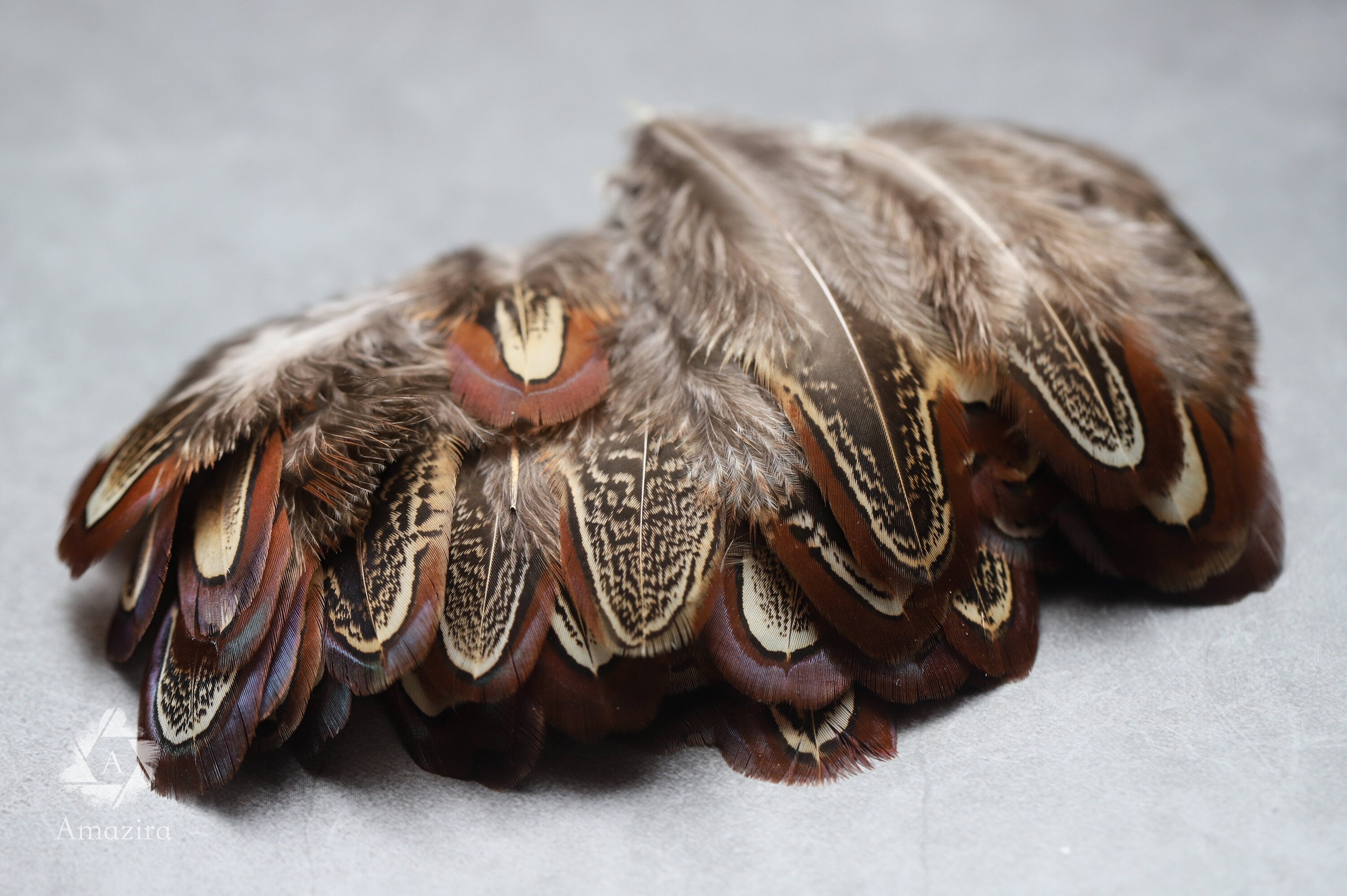 Natural brown stripped Pheasant feathers, 1-2 inches - 4-6 cm