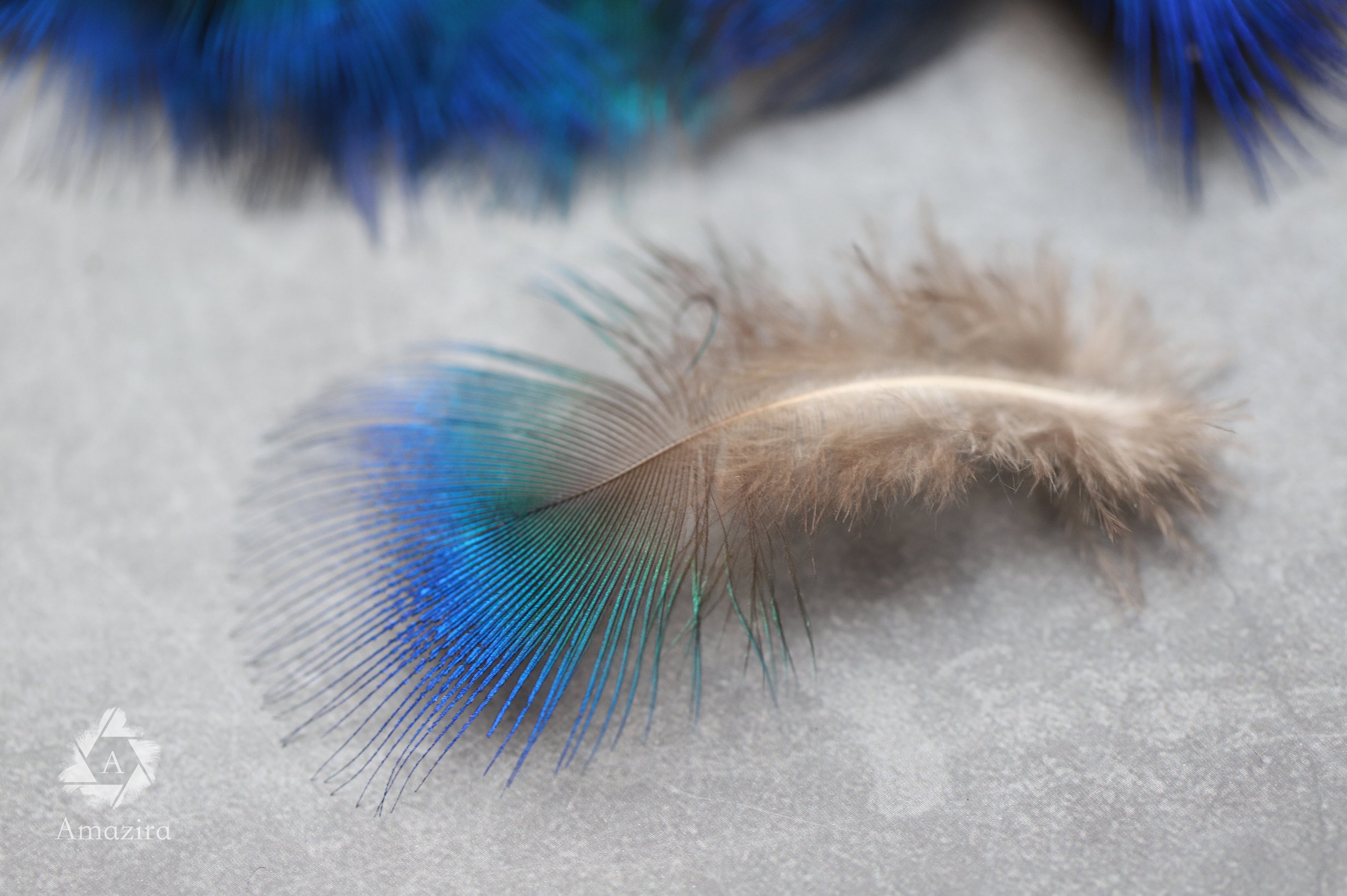 Natural Blue Iridescent Pheasant feathers, Free shipping available, Loose decorative feathers, 1 - 2 inches, Craft supplies, DIY home decor