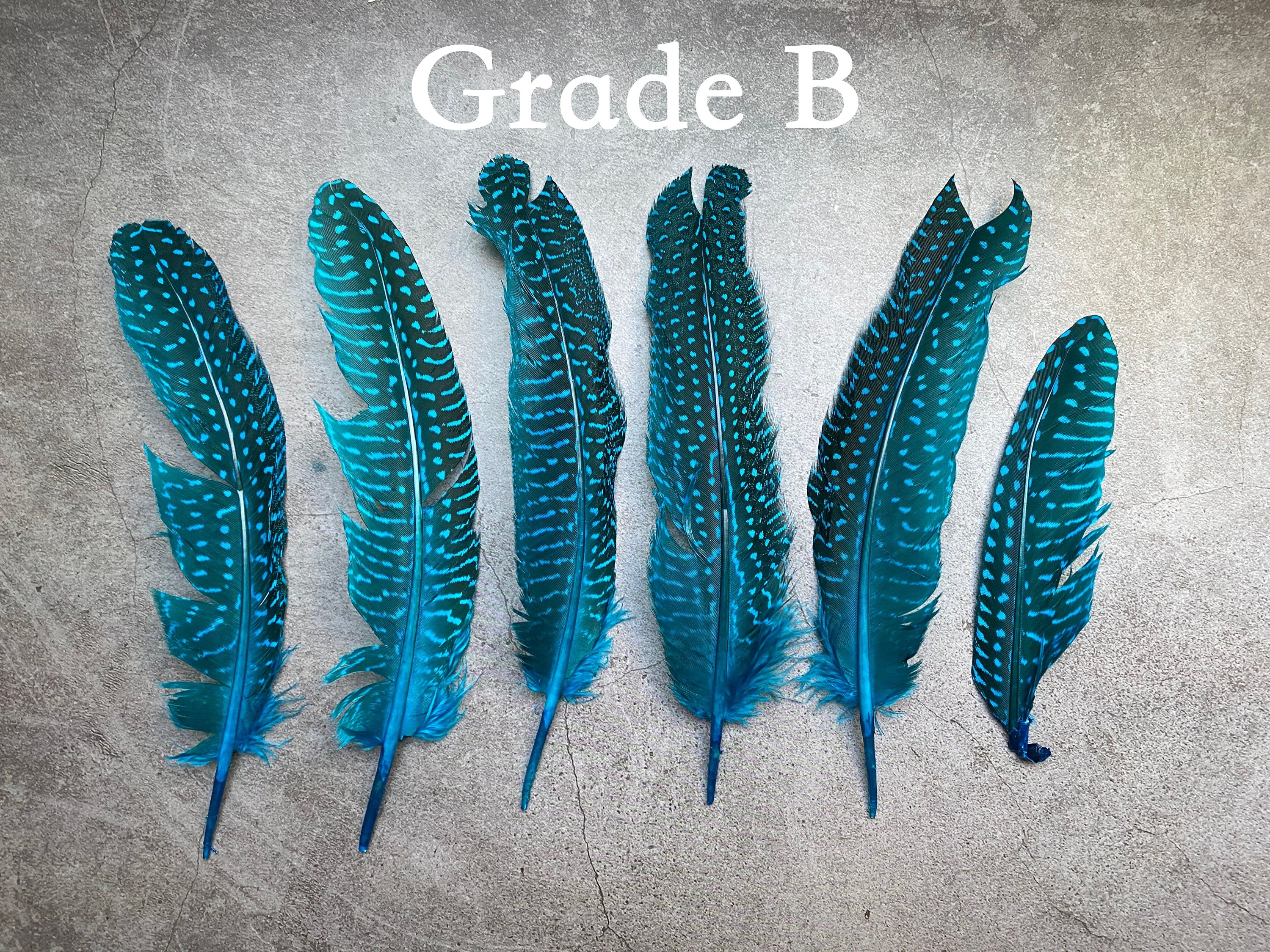 10 PACK CLEARANCE!  Unique Large Dyed Blue dot Guinea fowl Feathers, 6-8 inches, Real loose colourful turquoise feathers for crafters