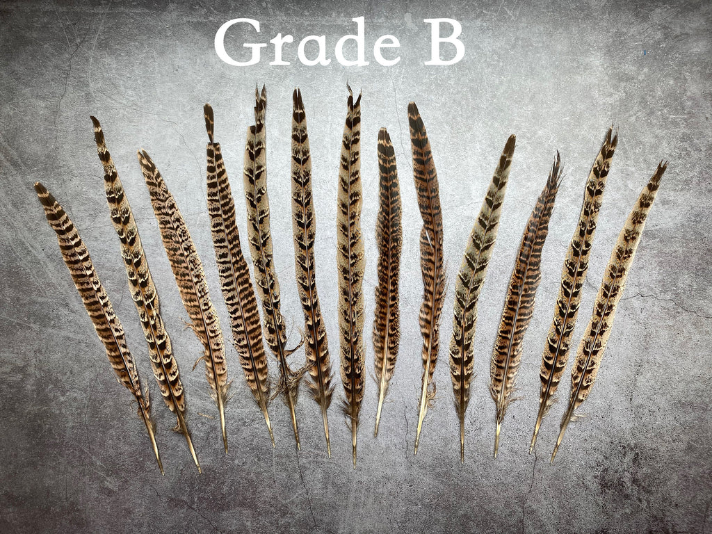 Long brown striped pheasant feathers, 18 to 20 cm, 7-8 inches