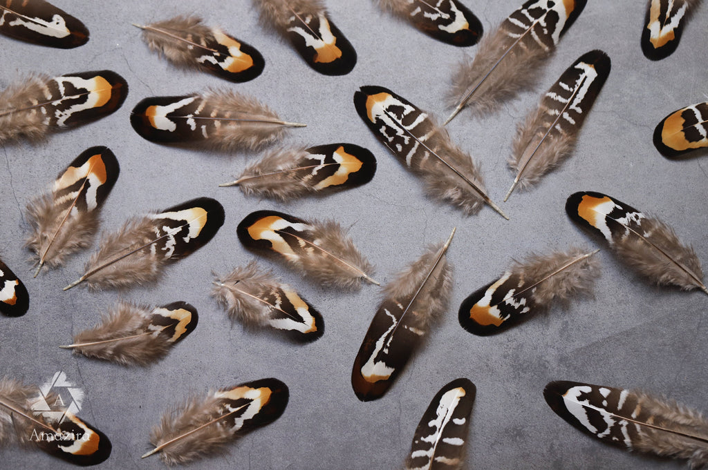 Brown and white stripped Pheasant feathers, 2-3 inches 5-8 cm