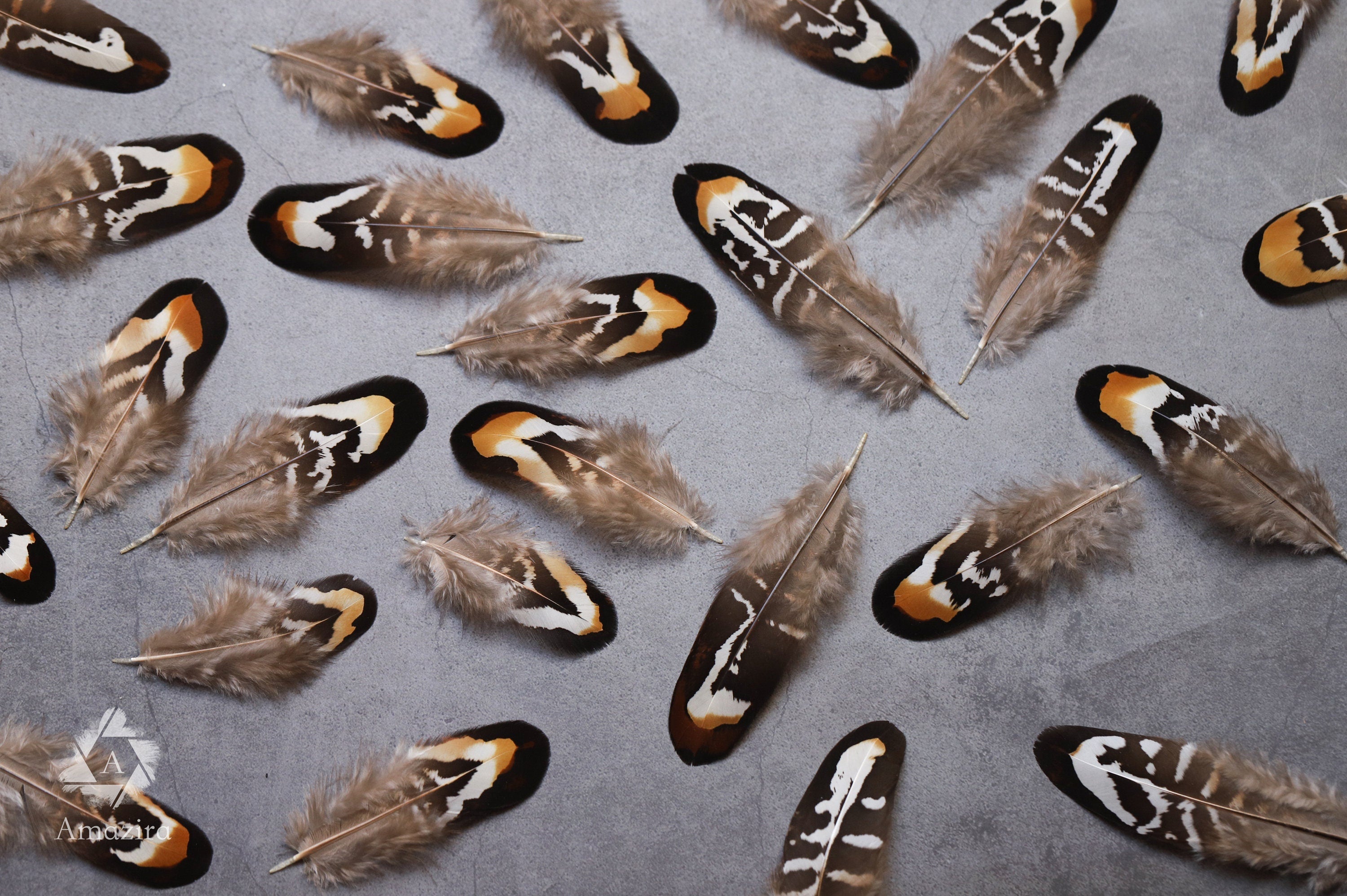 Brown and white stripped Pheasant feathers, 2-3 inches 5-8 cm