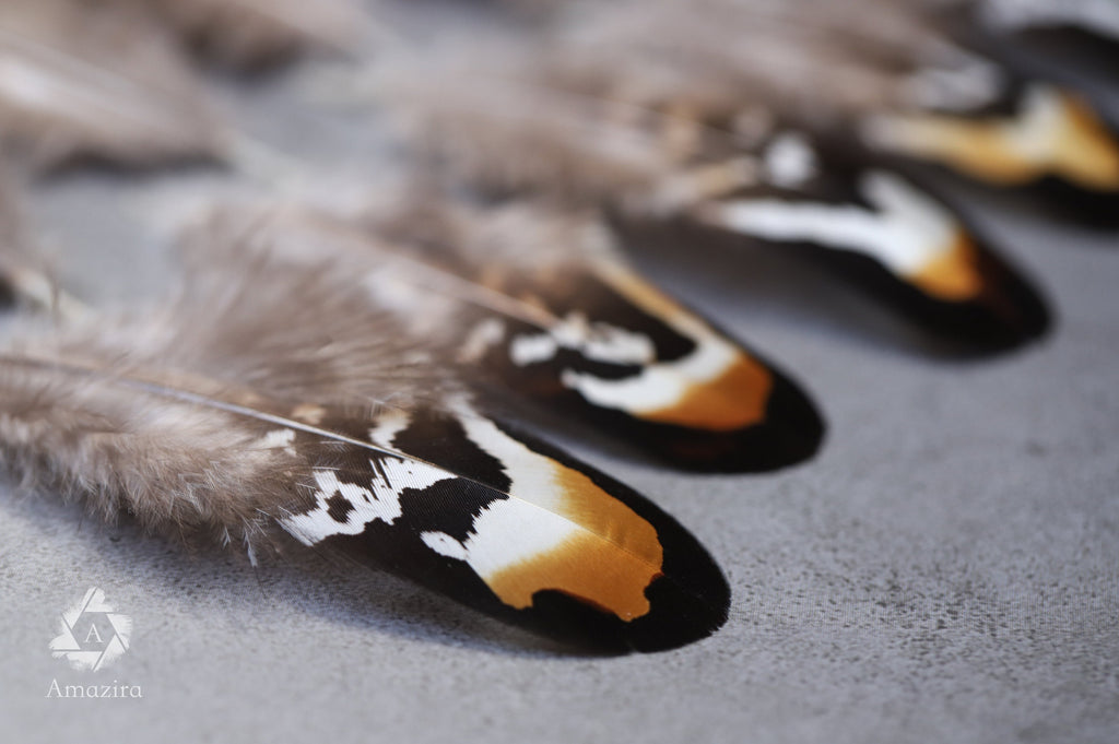 Brown and white stripped Pheasant feathers, 2-3 inches 5-8 cm