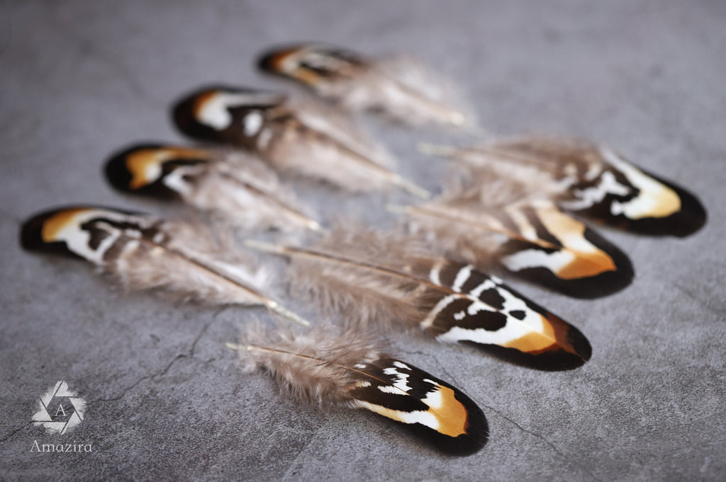 Brown and white stripped Pheasant feathers, 2-3 inches 5-8 cm