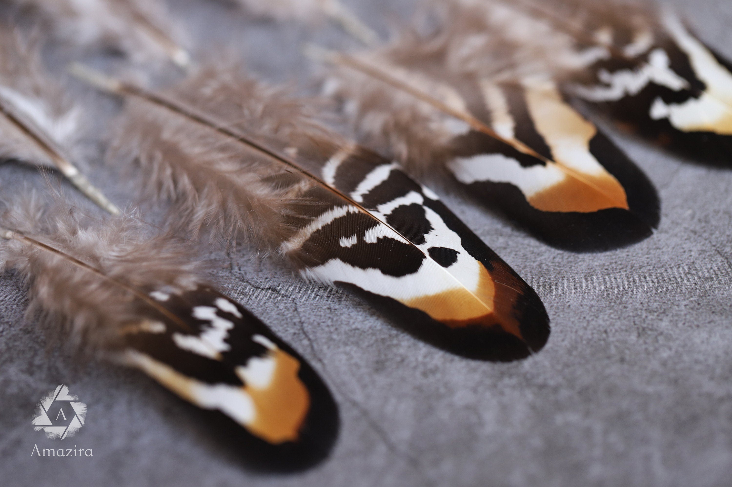 Brown and white stripped Pheasant feathers, 2-3 inches 5-8 cm