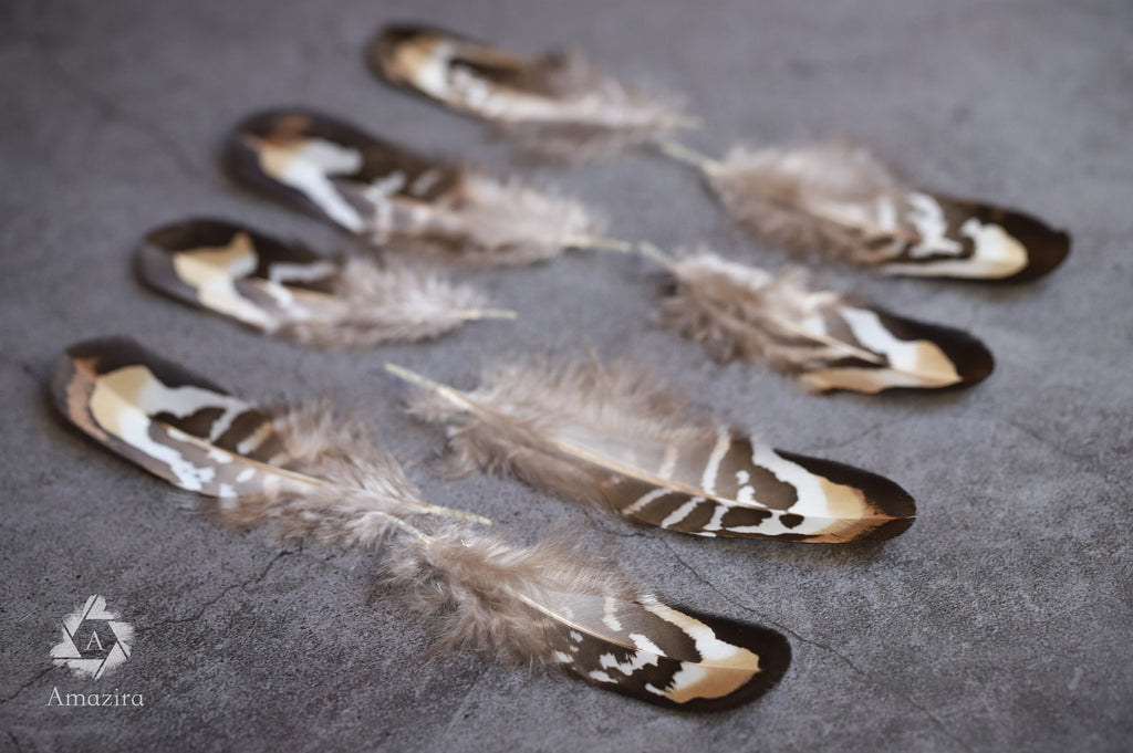 Brown and white stripped Pheasant feathers, 2-3 inches 5-8 cm
