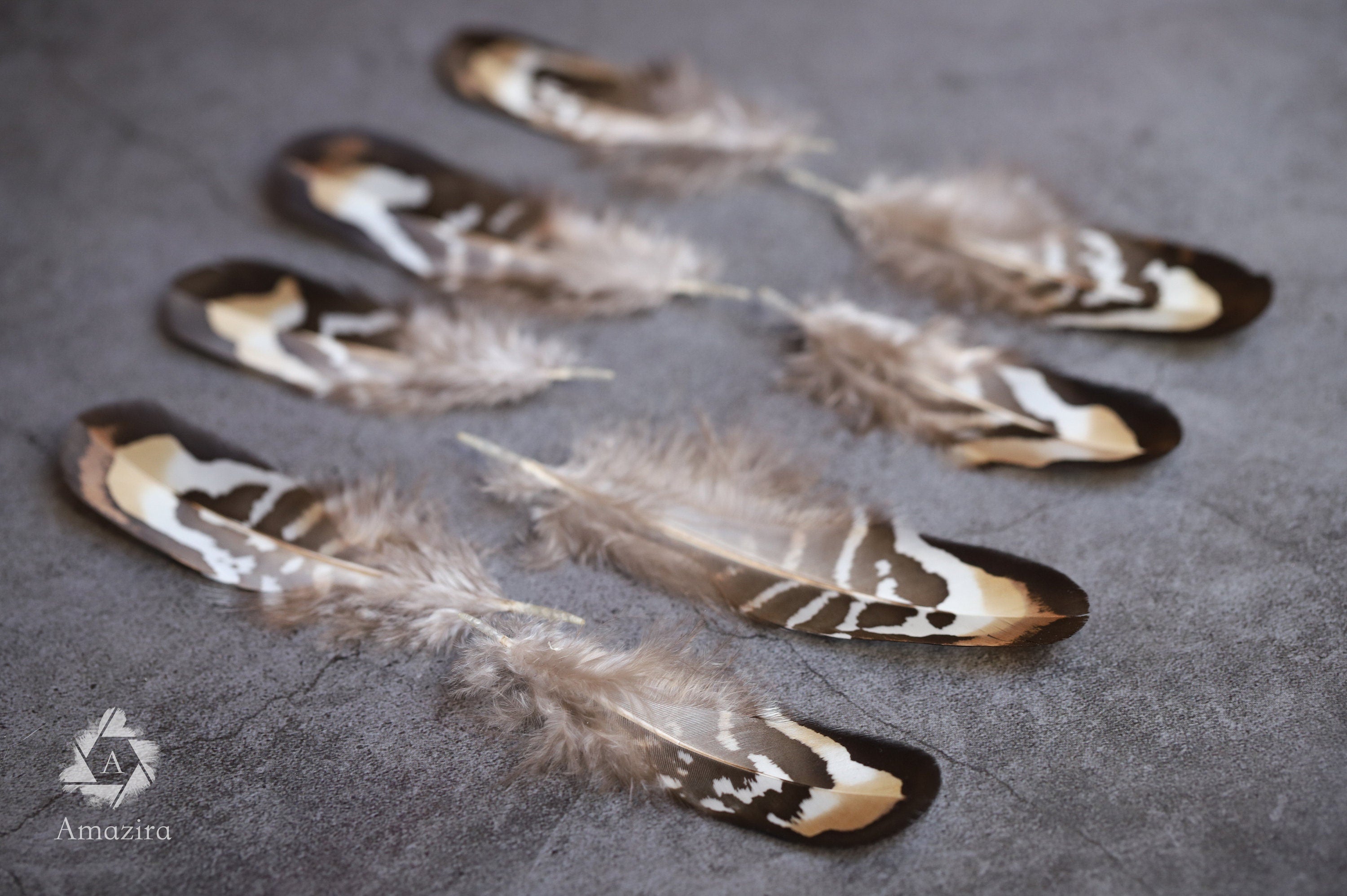 Brown and white stripped Pheasant feathers, 2-3 inches 5-8 cm