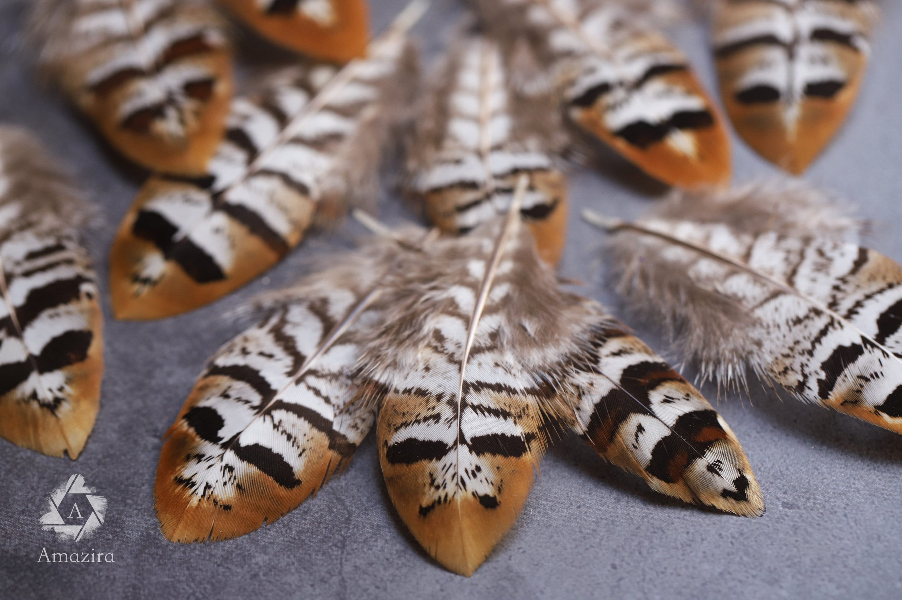 Golden tips stripped Pheasant feathers, Free Shipping available, 2-4 inches, 5-9 cm, brown, black and white lines stripes, medium feathers