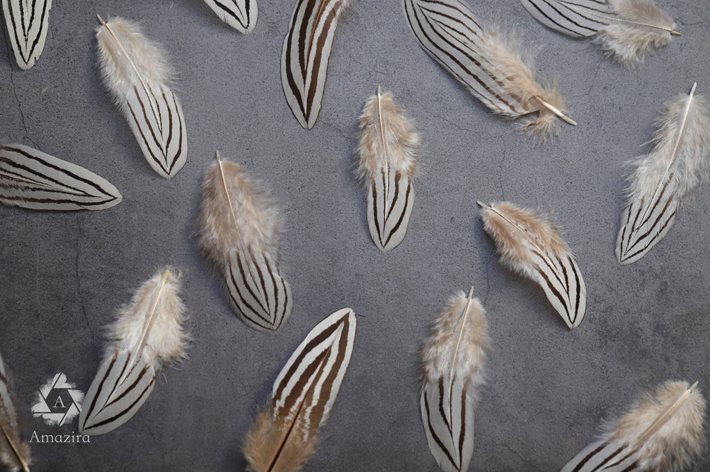 Plumes de faisan zébrées blanches et noires, 2-4 pouces, 5-10 cm