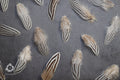 Plumes de faisan zébrées blanches et noires, 2-4 pouces, 5-10 cm