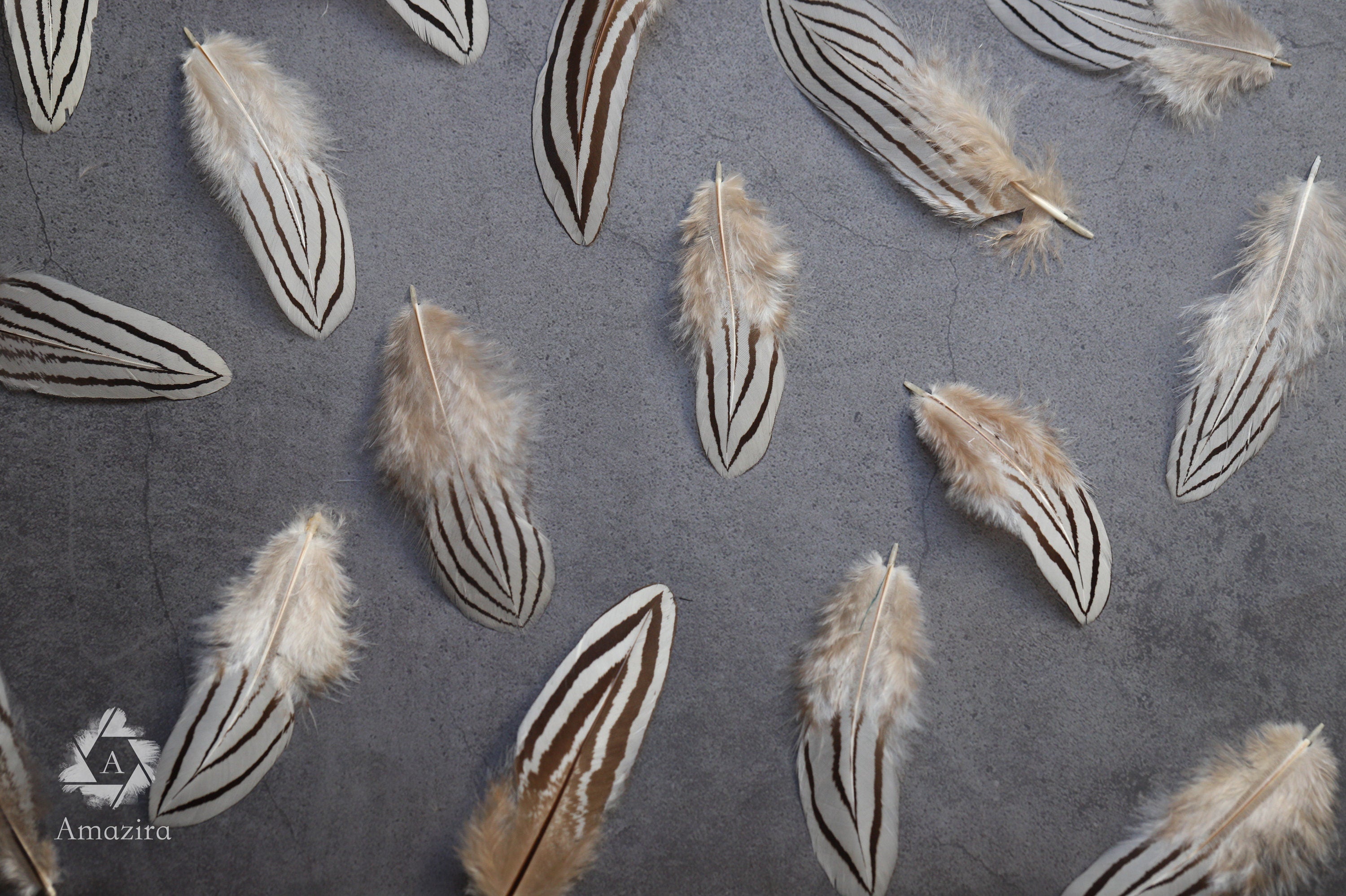 Plumas de faisán cebra blancas y negras, 2-4 pulgadas, 5-10 cm