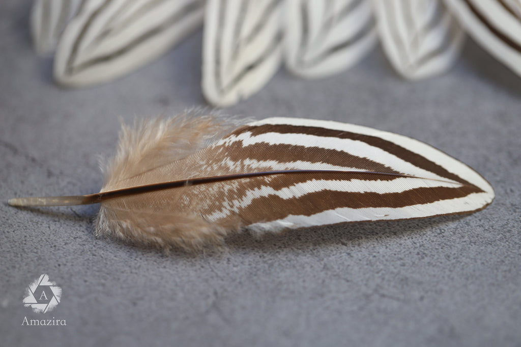 Plumes de faisan zébrées blanches et noires, 2-4 pouces, 5-10 cm