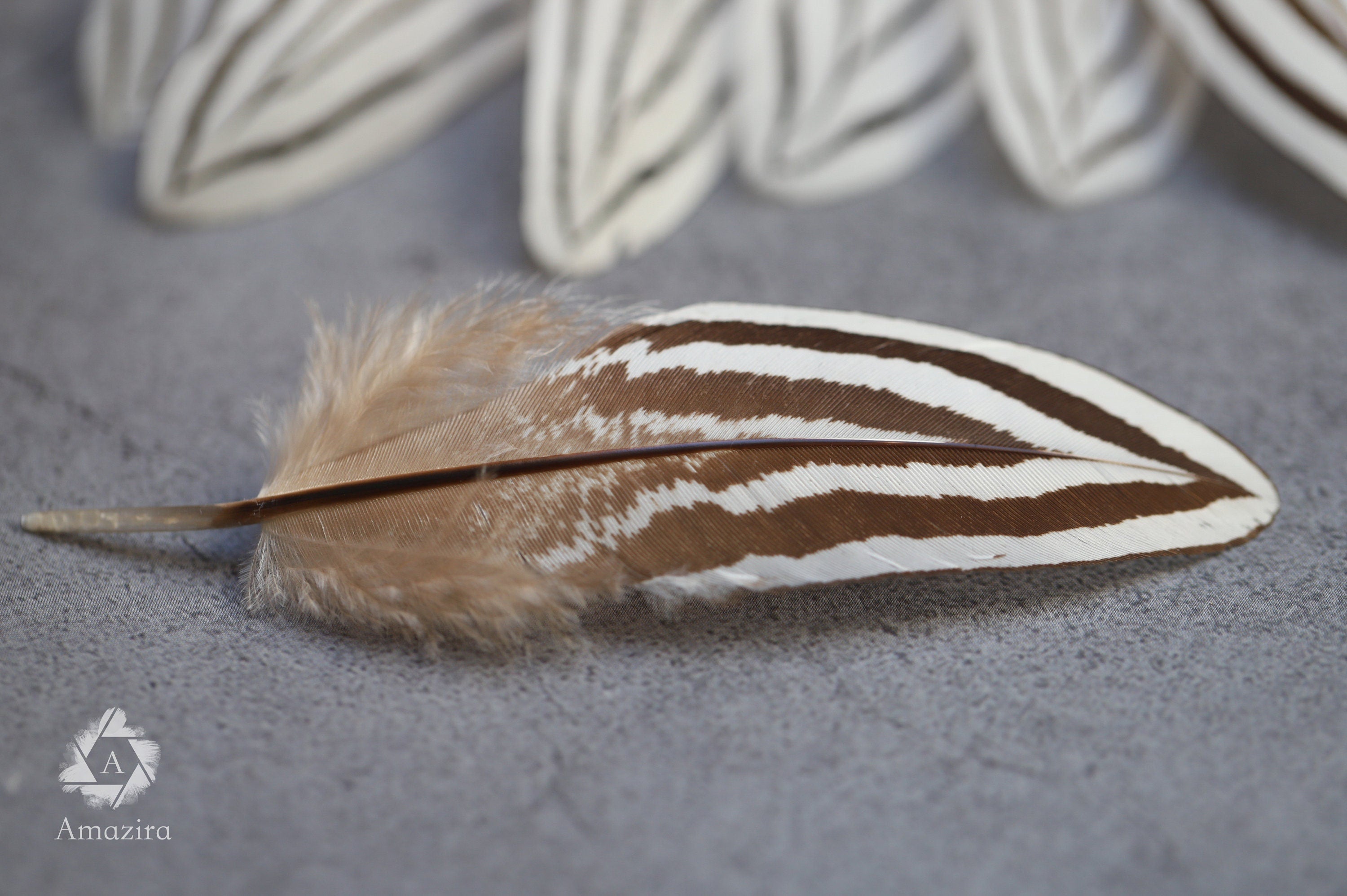 Plumas de faisán cebra blancas y negras, 2-4 pulgadas, 5-10 cm