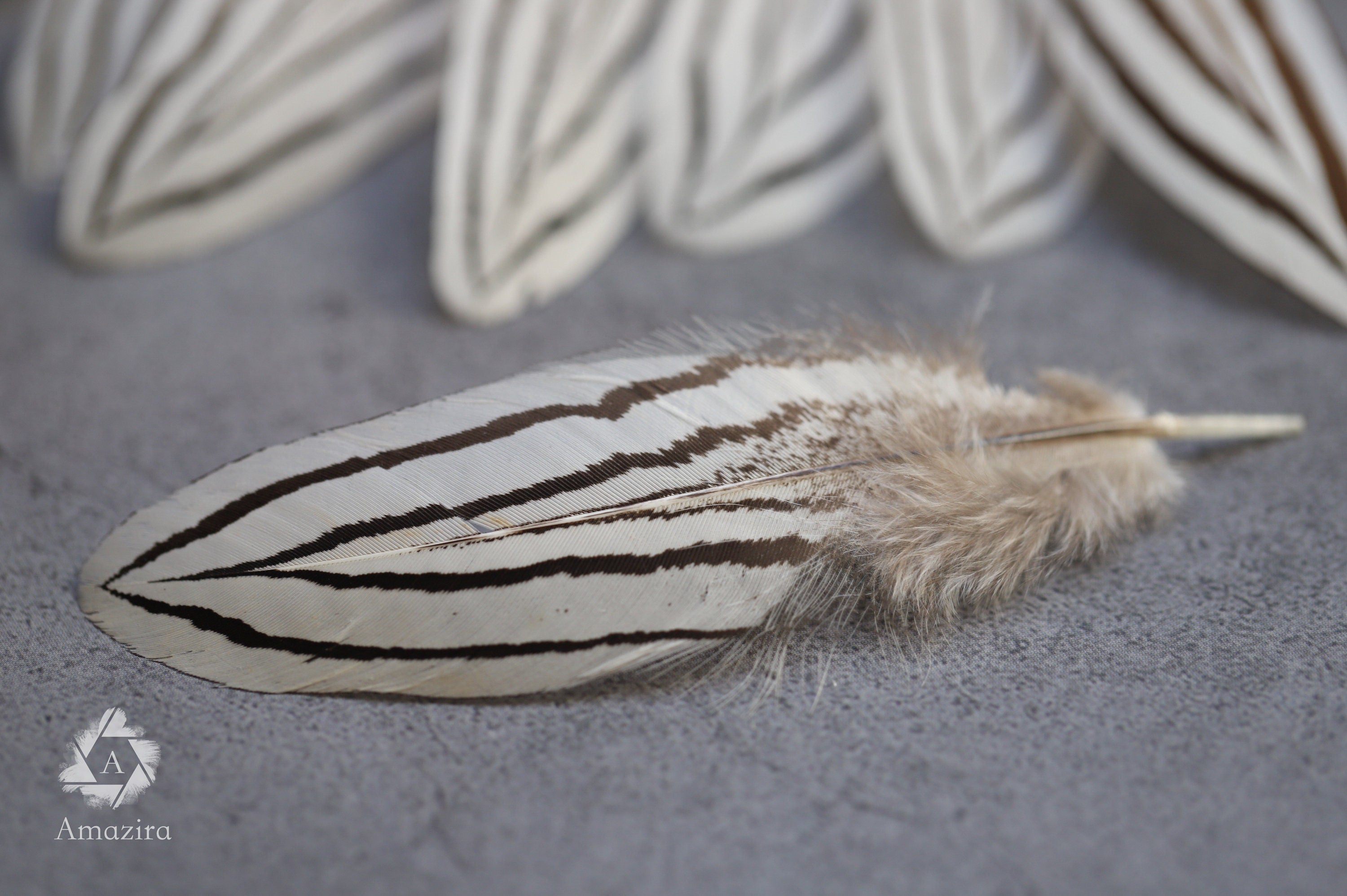 Plumas de faisán cebra blancas y negras, 2-4 pulgadas, 5-10 cm