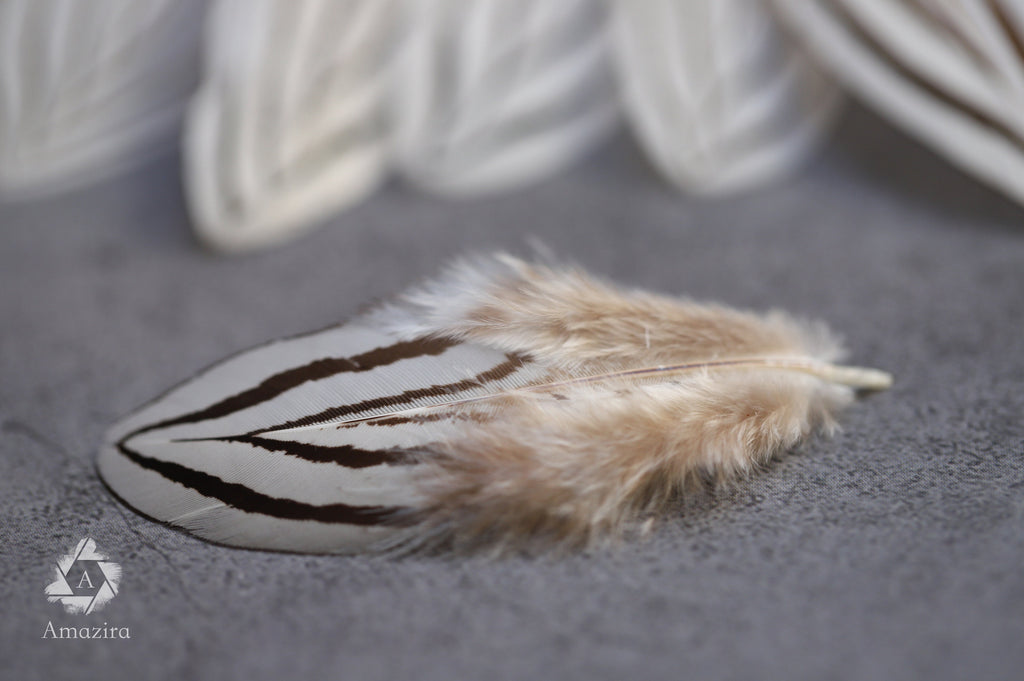 Plumes de faisan zébrées blanches et noires, 2-4 pouces, 5-10 cm
