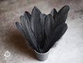 Large black feathers, 6 -7 inches