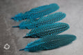 10 PACK CLEARANCE!  Unique Large Dyed Blue dot Guinea fowl Feathers, 6-8 inches, Real loose colourful turquoise feathers for crafters