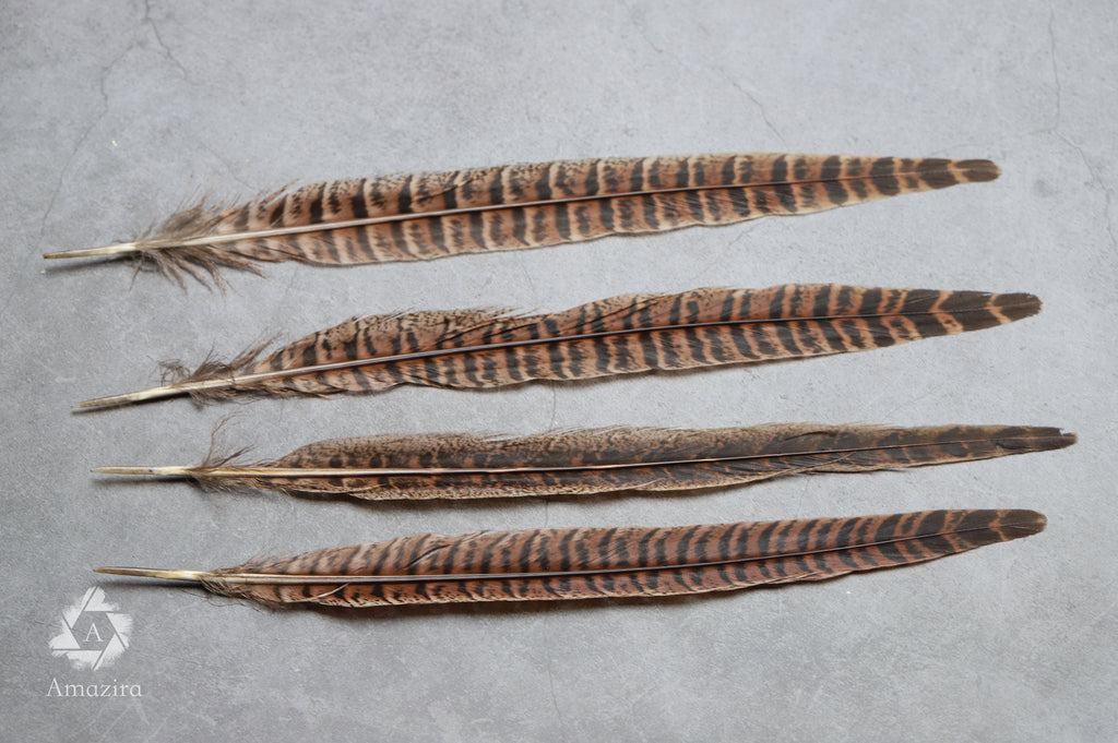 Long brown striped pheasant feathers, 18 to 20 cm, 7-8 inches