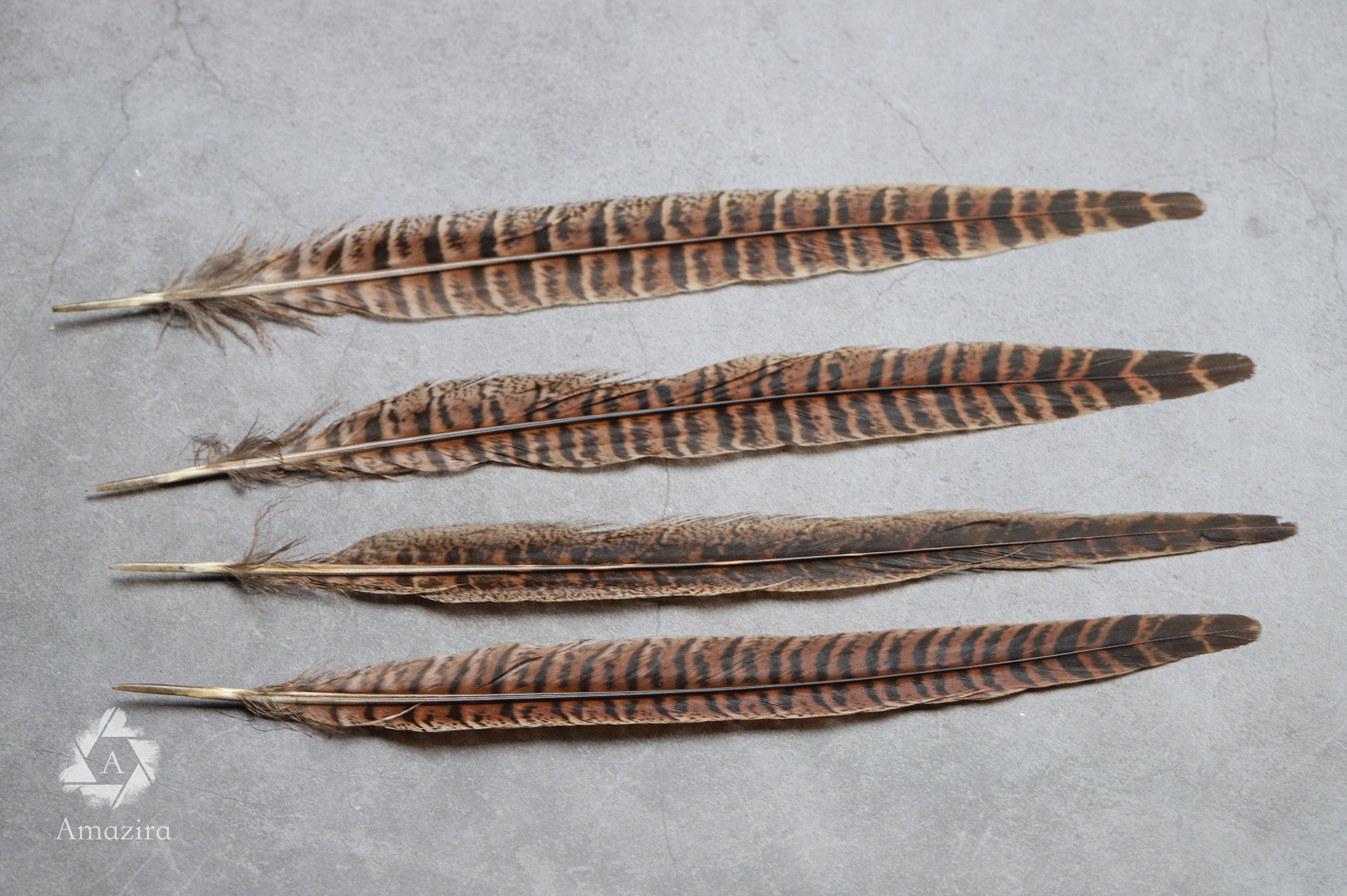 Long brown striped pheasant feathers, 18 to 20 cm, 7-8 inches