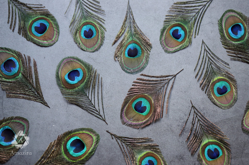 Peacock feathers, 4-6 - 10-15 cm