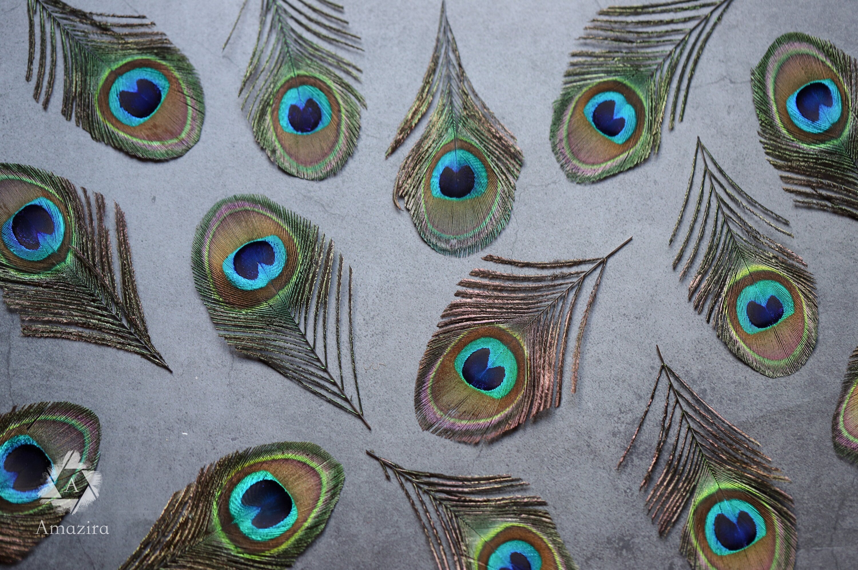 Plumas de pavo real, 4-6 - 10-15 cm