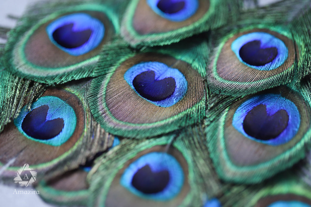 Peacock feathers, 4-6 - 10-15 cm