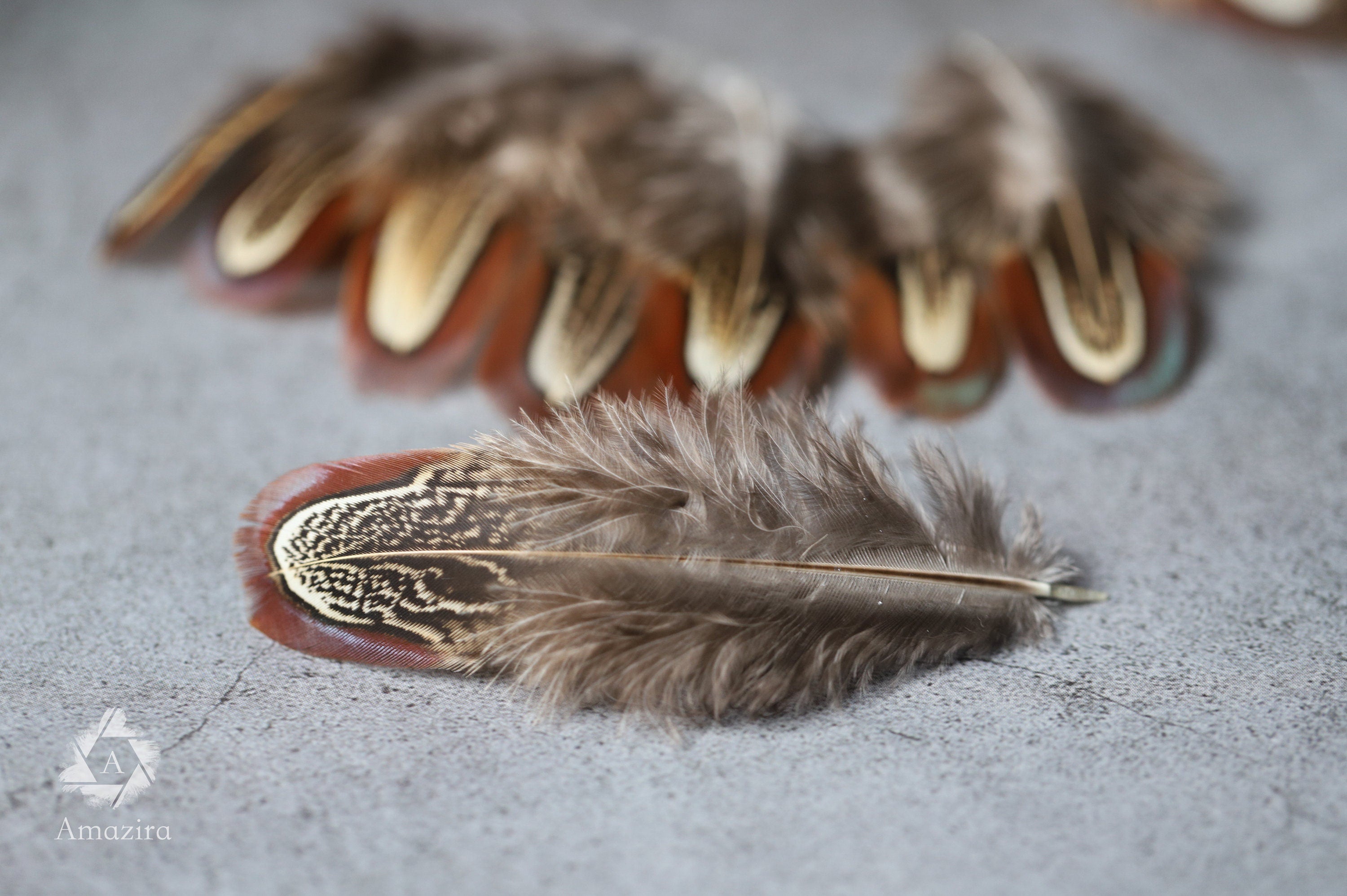 Natural brown stripped Pheasant feathers, 1-2 inches - 4-6 cm