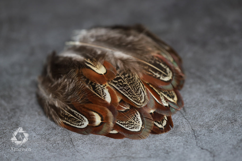 Natural brown stripped Pheasant feathers, 1-2 inches - 4-6 cm