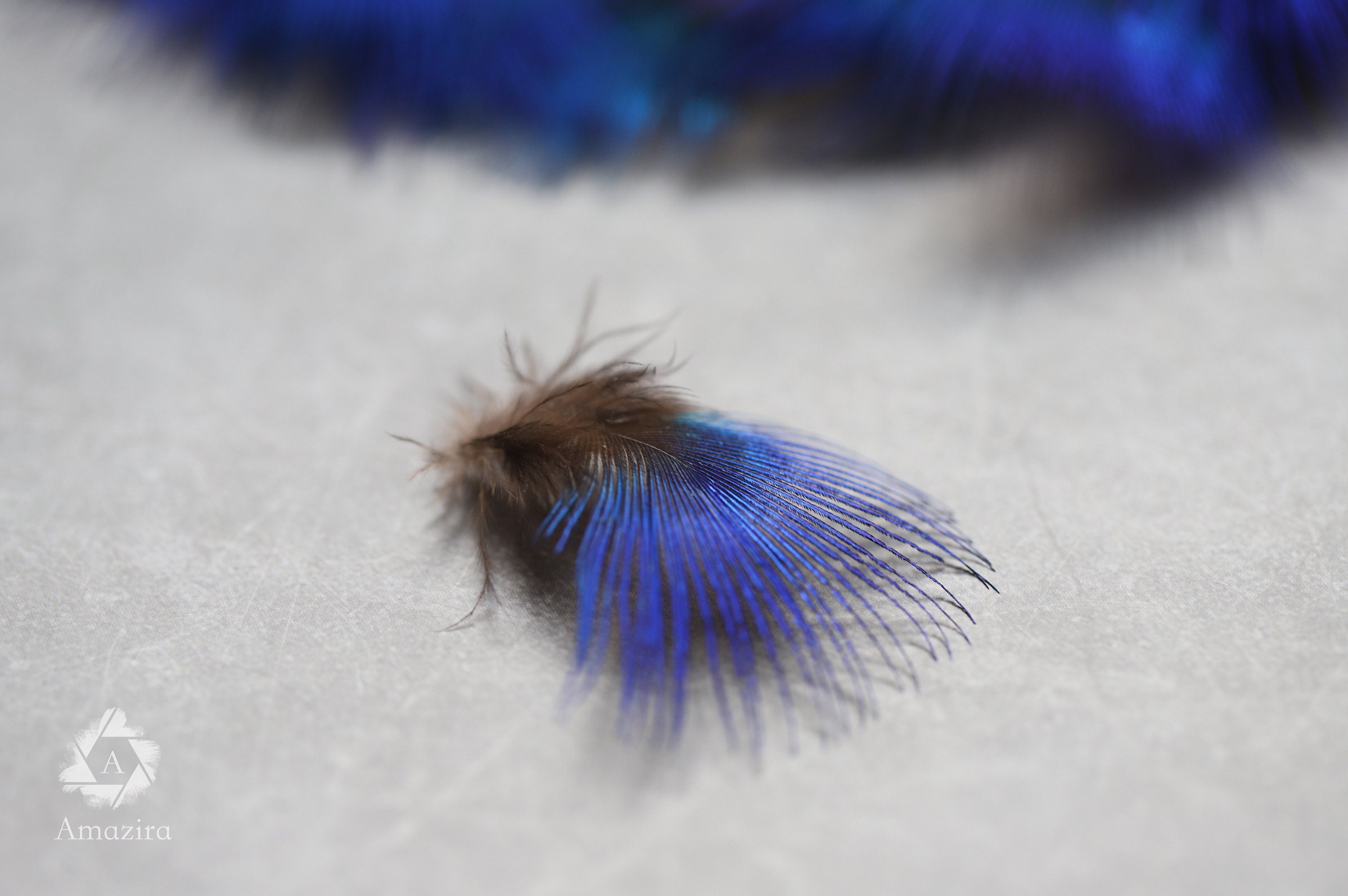 Natural Blue Iridescent Pheasant feathers, Free shipping available, Loose decorative feathers, 1 - 2 inches, Craft supplies, DIY home decor